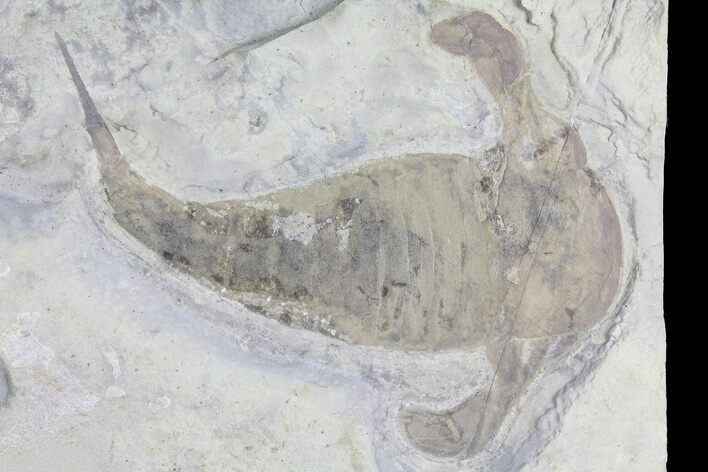 Eurypterus (Sea Scorpion) Fossil - New York #179499